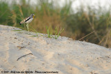 White-Crowned Lapwing<br><i>Vanellus albiceps</i>