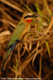 White-Fronted Bee-Eater<br><i>Merops bullockoides bullockoides</i>