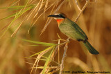 White-Fronted Bee-Eater<br><i>Merops bullockoides bullockoides</i>