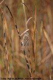 House Sparrow<br><i>Passer domesticus indicus</i>