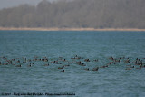 Eurasian Coot<br><i>Fulica atra atra</i>