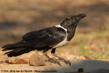 Pied Crow<br><i>Corvus albus</i>