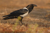 Pied Crow<br><i>Corvus albus</i>
