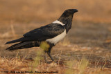 Pied Crow<br><i>Corvus albus</i>