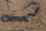 Cape Wolf Snake<br><i>Lycophidion capense</i>