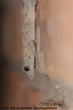Moreaus Tropical House Gecko<br><i>Hemidactylus mabouia</i>