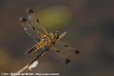 Four-Spotted Chaser<br><i>Libellula quadrimaculata praenubila</i>