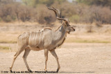 Greater Kudu  (Grote Koedoe)