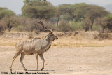 Greater Kudu<br><i>Tragelaphus strepsiceros strepsiceros</i>