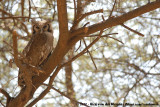 Verreauxs Eagle-Owl<br><i>Ketupa lacteus</i>