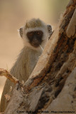 Black-Faced Vervet Monkey<br><i>Chlorocebus pygerythrus hilgerti</i>