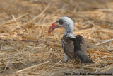 Ruaha Hornbill<br><i>Tockus ruahae</i>