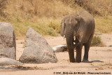 African Elephant<br><i>Loxodonta africana</i>
