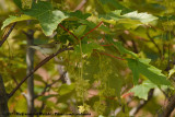 Greenish Warbler<br><i>Phylloscopus trochiloides viridanus</i>