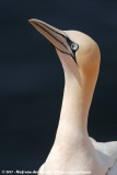 Northern Gannet<br><i>Morus bassanus</i>