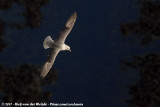 Northern Fulmar (Noordse Stormvogel)