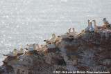 Northern Gannet<br><i>Morus bassanus</i>