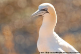 Northern Gannet<br><i>Morus bassanus</i>