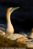 Northern Gannet<br><i>Morus bassanus</i>