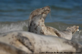 Grey Seal<br><i>Halichoerus grypus grypus</i>