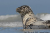 Grey Seal<br><i>Halichoerus grypus grypus</i>