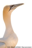 Northern Gannet<br><i>Morus bassanus</i>