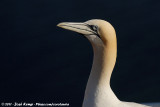 Northern Gannet<br><i>Morus bassanus</i>