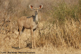 Greater Kudu<br><i>Tragelaphus strepsiceros strepsiceros</i>