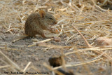 Neumanns Grass Rat<br><i>Arvicanthis neumanni</i>