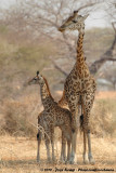 Masai Giraffe<br><i>Giraffa camelopardalis tippelskirchi</i>