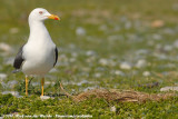 Lesser Black-Backed Gull<br><i>Larus fuscus intermedius</i>