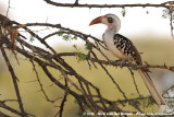 Ruaha Hornbill<br><i>Tockus ruahae</i>