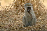 Black-Faced Vervet Monkey<br><i>Chlorocebus pygerythrus hilgerti</i>