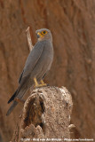 Grey Kestrel<br><i>Falco ardosiaceus</i>
