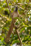 Speckled Mousebird<br><i>Colius striatus kikuyensis</i>