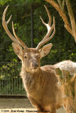 Dybowski Deer<br><i>Cervus hortulorum dybowskii</i>