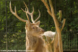 Dybowski Deer<br><i>Cervus hortulorum dybowskii</i>