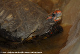 Red-Legged Tortoise<br><i>Chelonoides carbonaria</i>