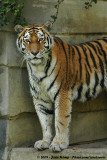 Siberian Tiger<br><i>Panthera tigris altaica</i>