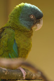 Blue-Headed MacawPrimolius couloni