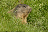 Alpine Marmot<br><i>Marmota marmota marmota</i>