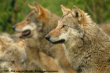 European Grey Wolf<br><i>Canis lupus lupus</i>