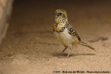 Usambiro Barbet<br><i>Trachyphonus usambiro</i>