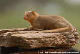 Common Dwarf Mongoose<br><i>Helogale parvula</i>