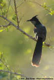 Levaillants Cuckoo<br><i>Clamator levaillantii</i>