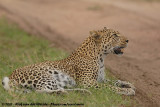 Leopard<br><i>Panthera pardus pardus</i>