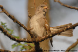 Swahili Sparrow<br><i>Passer suahelicus</i>