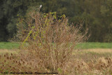 Great Grey Shrike<br><i>Lanius excubitor excubitor</i>
