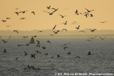 Gulls and a few Great Cormorants