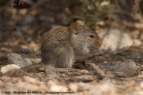 African Grass Rat<br><i>Arvicanthis niloticus</i>